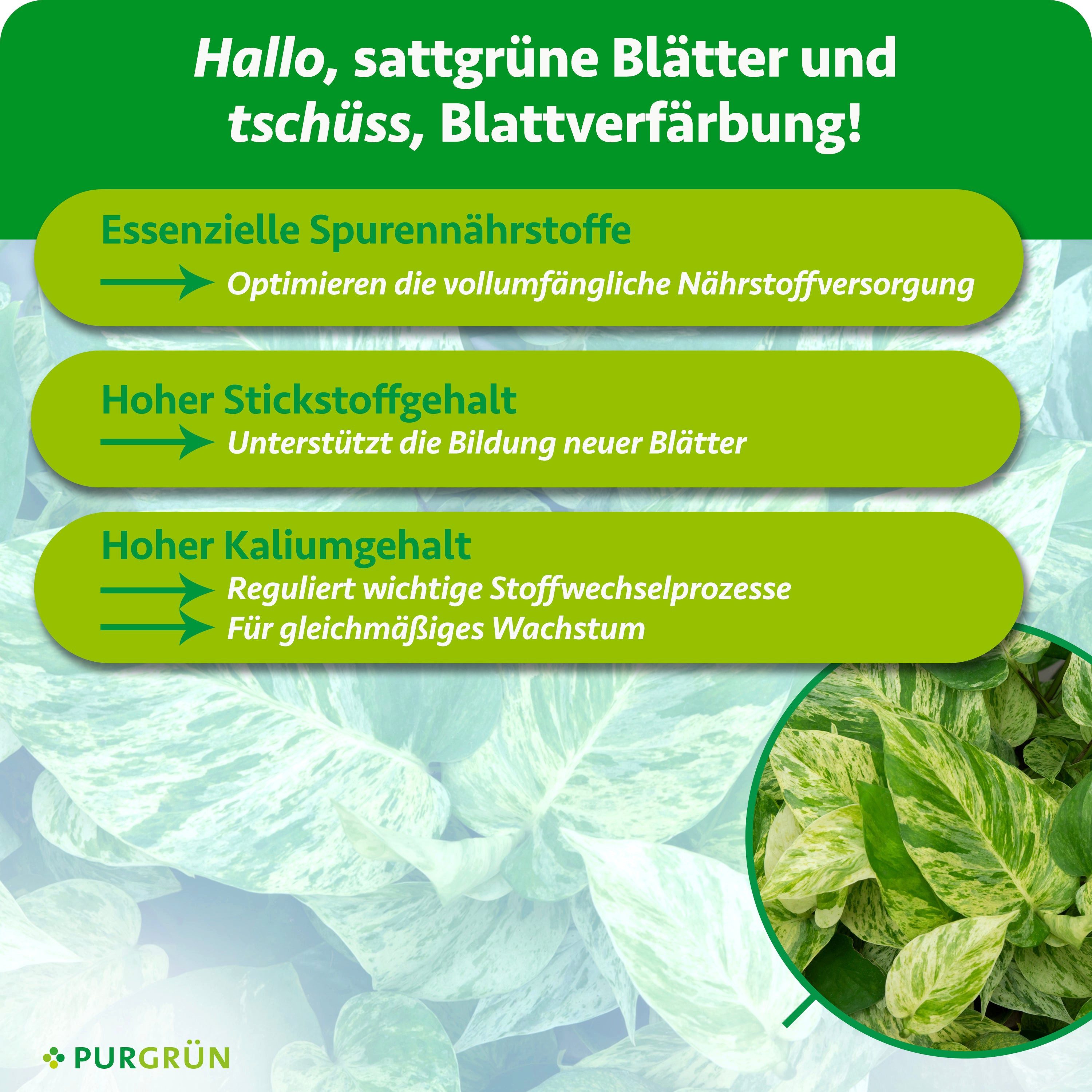 Purgrün Universaldünger Efeututen Dünger, NPK 5+4+6, für intensive Blattfärbung, 1L, Flüssigdünger, 1-St., 1 Liter