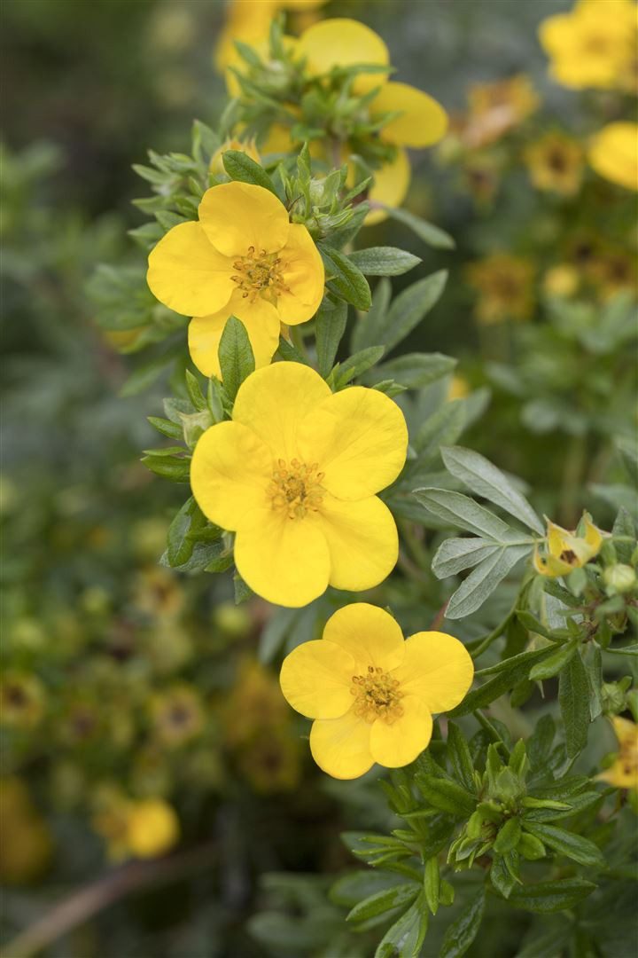 Pflanzen für Dich Почвопокровные растения Potentilla 'Kobold', 1 St., Fingerstrauch, Fünffingerstrauch, gelbblühend, kompaktwüchsig