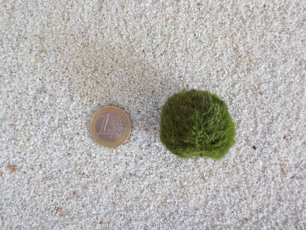 Aquaone Wasserpflanze Aquarium Pflanze Mooskugel M 2-3cm Aquariumpflanze Algen Reinigung
