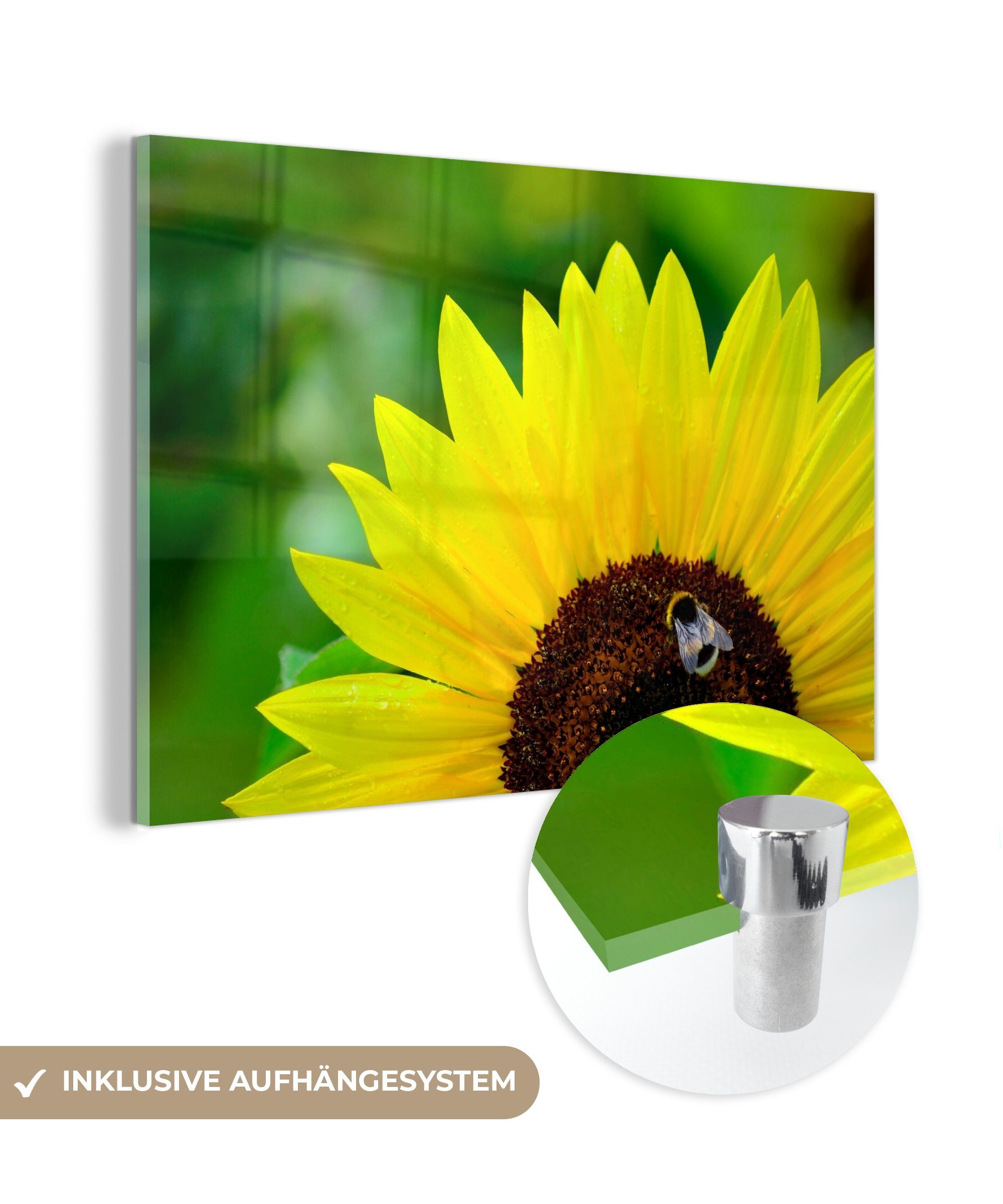 MuchoWow Acrylglasbild Hummel auf der Suche nach Nektar an einer gelben Sonnenblume, (1 St), Acrylglasbilder Wohnzimmer & Schlafzimmer