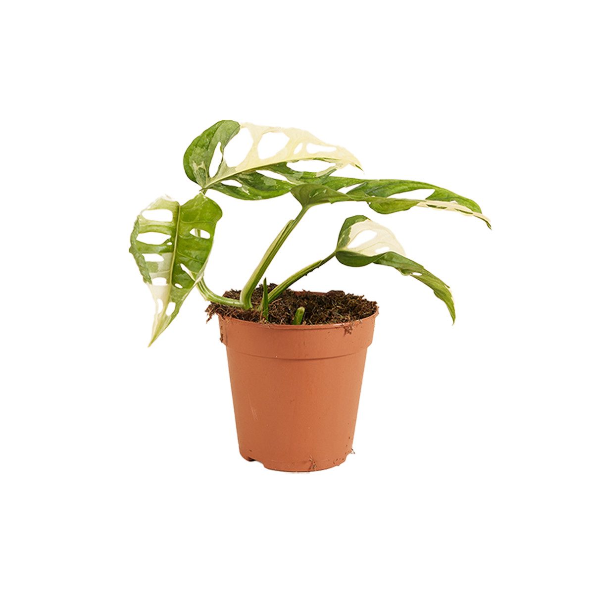 Bloomique Zimmerpflanze Monstera Adansonii Variegata, Monkey Leaf, 20-25 cm, Topf 12 cm, 1 St.