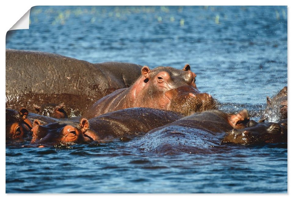 Artland Wandbild Flusspferde im Chobe Fluss, Wildtiere (1 St), als Alubild,  Leinwandbild, Wandaufkleber oder Poster in versch. Größen