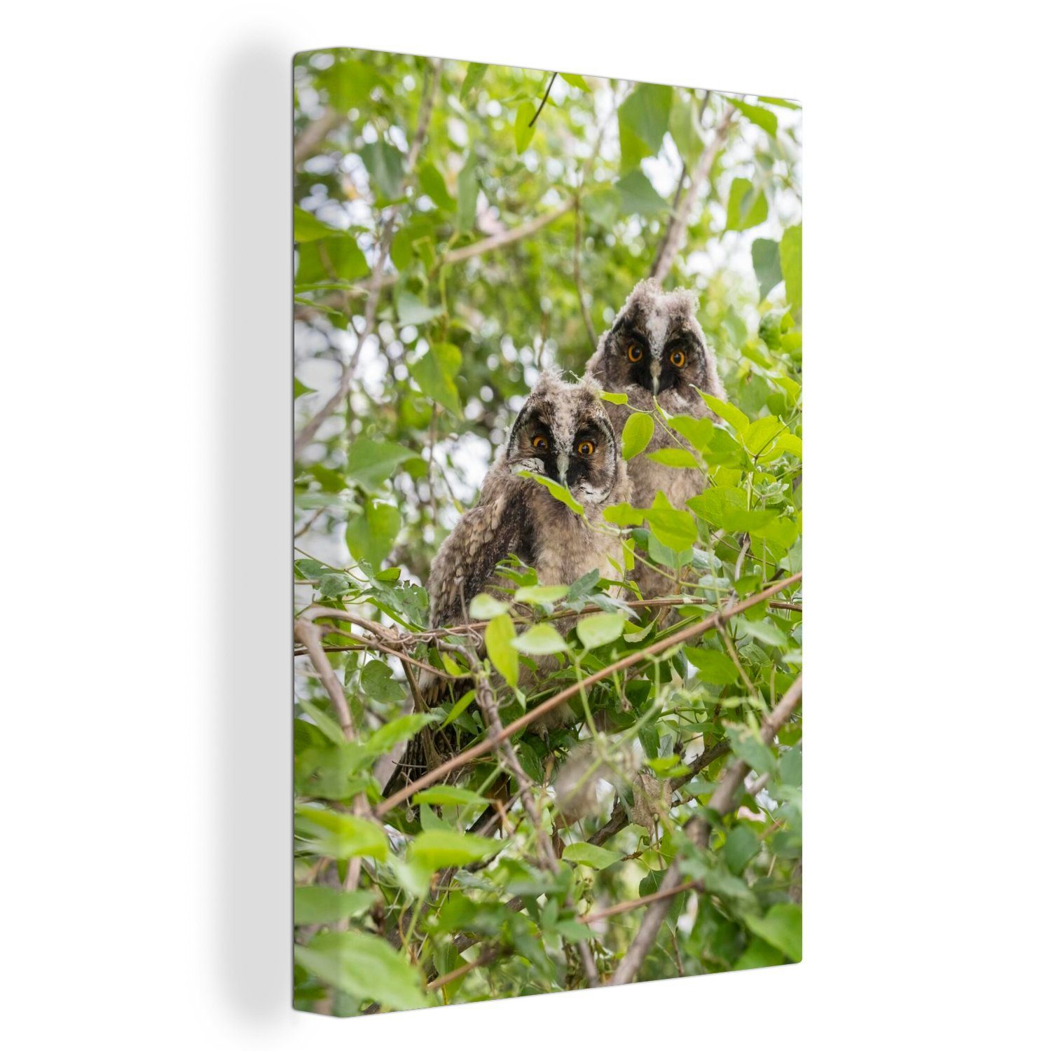 OneMillionCanvasses® Leinwandbild Zwei Waldohreulen sitzen zwischen den Bäumen, (1 St), Leinwandbild fertig bespannt inkl. Zackenaufhänger, Gemälde, 20x30 cm