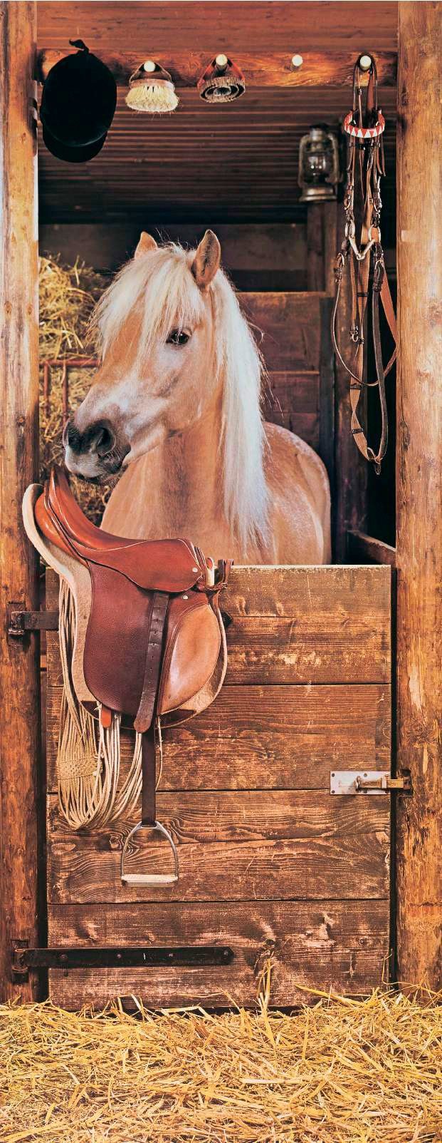 Papermoon Fototapete Horse in Stable - günstig online kaufen