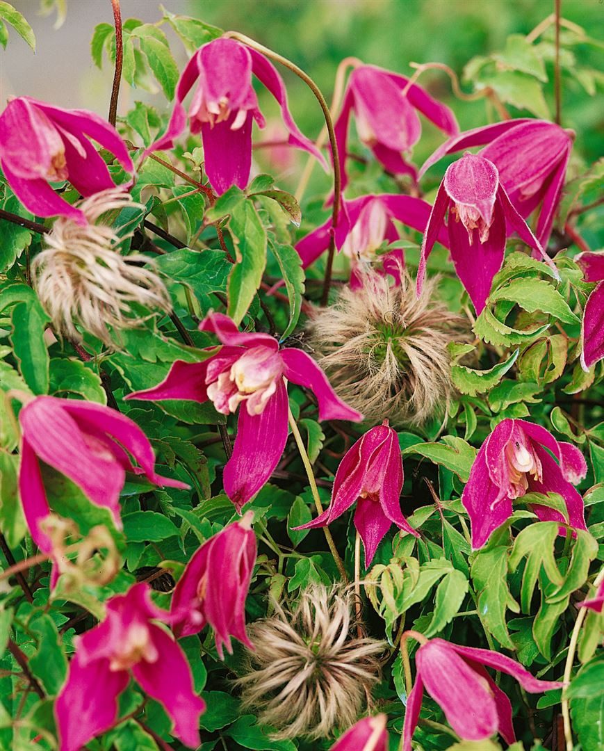 Pflanzen für Dich Kletterpflanze Clematis alpina Ruby, 1 St., Alpen-Waldrebe, Alpenrebe, rubinrot, frühblühend
