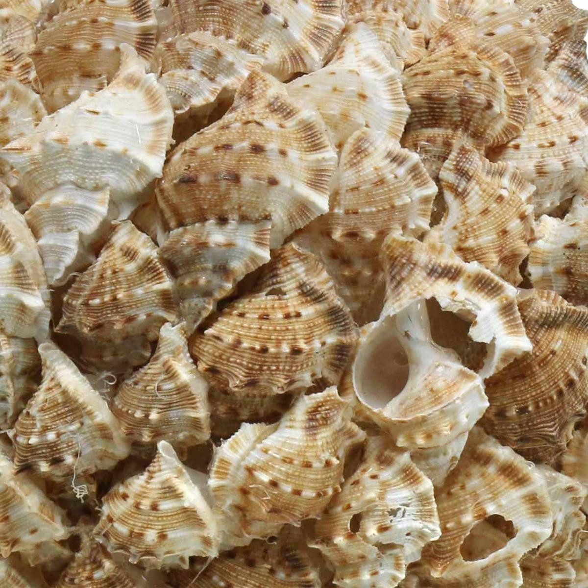 Thumbnail - Viana Bastelnaturmaterial Muscheldeko Kugel aus Seeschnecken Ø18cm - Maritime Sommerdeko zum