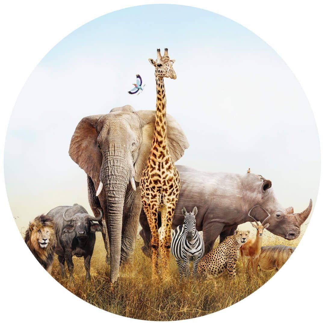 K&L Wall Art Fototapete Tiere Afrikanische Tapete Safari Safari-Tiere Waldtiere, Vliestapete Rund Tapete Fototapete