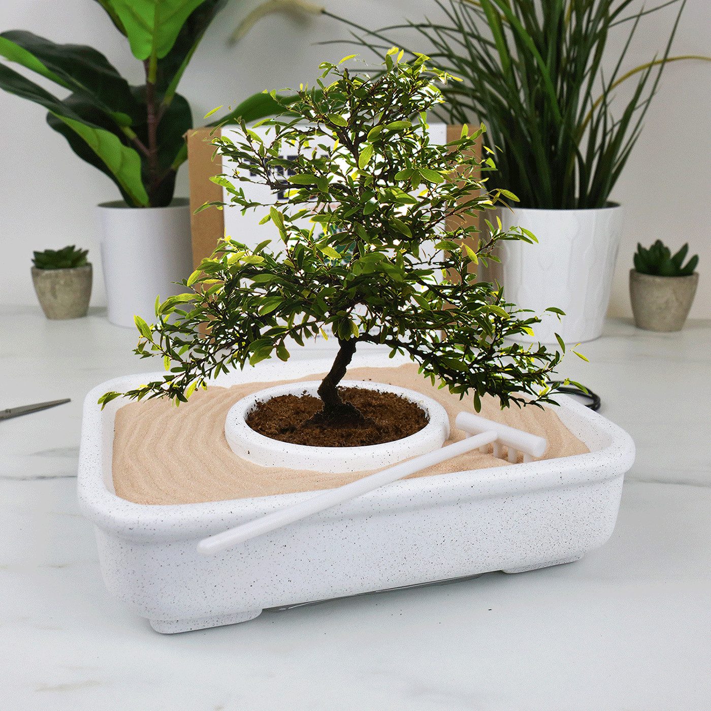 gift republic Pflanztisch Gift Republic GR870001 Bonsai-Baum-Wachstums-Set