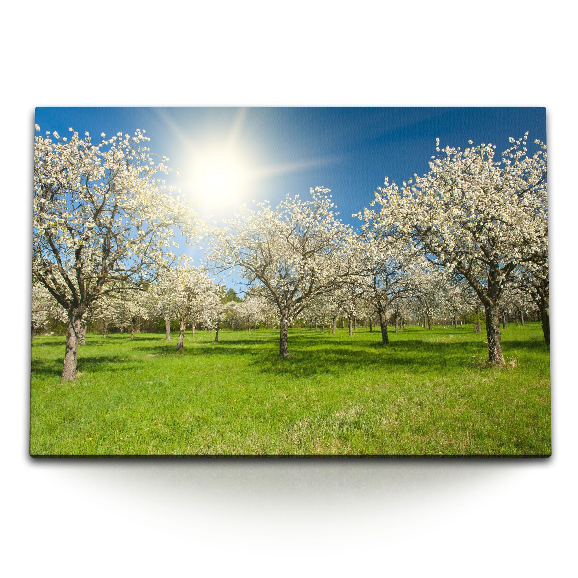 Sinus Art Leinwandbild 120x80cm Wandbild auf Leinwand Kirschgarten Kirschen Kirschblüten Früh, (1 St)