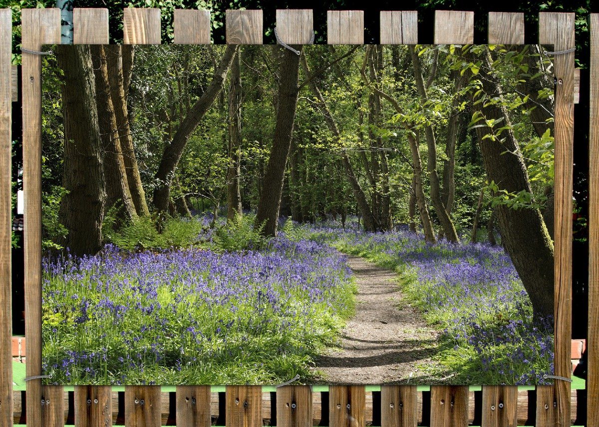 Thumbnail - Wallario Sichtschutzzaunmatten Wiese voller blauer Hasenglöckchen im Wald