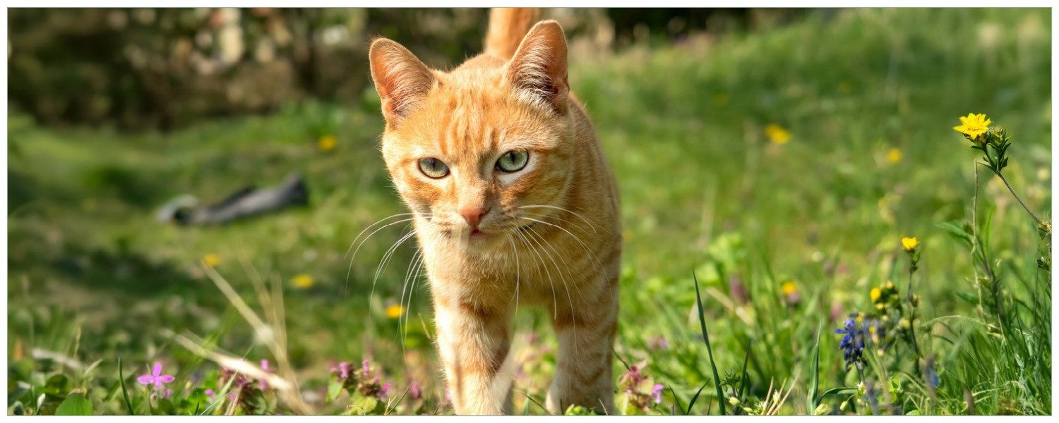 Wallario Memoboard Neugierige Katze im Gras