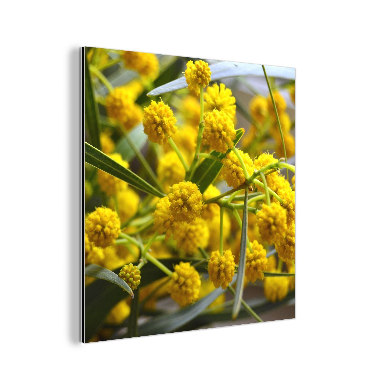 MuchoWow Metallbild Mimosenblüten im Frühling, (1 St), Alu-Dibond-Druck, Gemälde aus Metall, Aluminium deko
