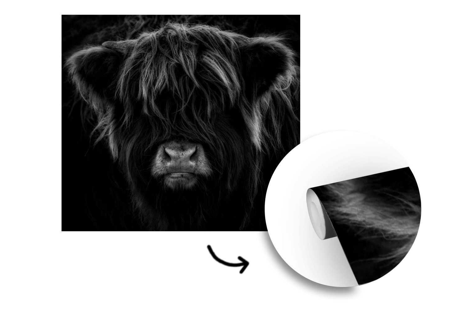 Wohnzimmer, - Schottischer - Schwarz Vinyl Kuh - Matt, - (5 Highlander für Wandtapete MuchoWow Porträt - bedruckt, Fototapete Weiß, Tiere St), Tapete Montagefertig