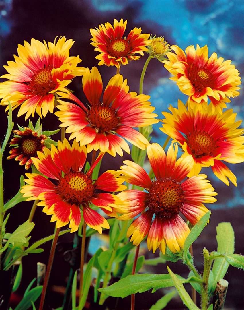 Pflanzen für Dich Staude Gaillardia grand. Bremen, 1 St., Kokardenblume