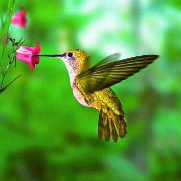 Home affaire Glasbild »Humming bird«, 30/30 cm-HomeTrends