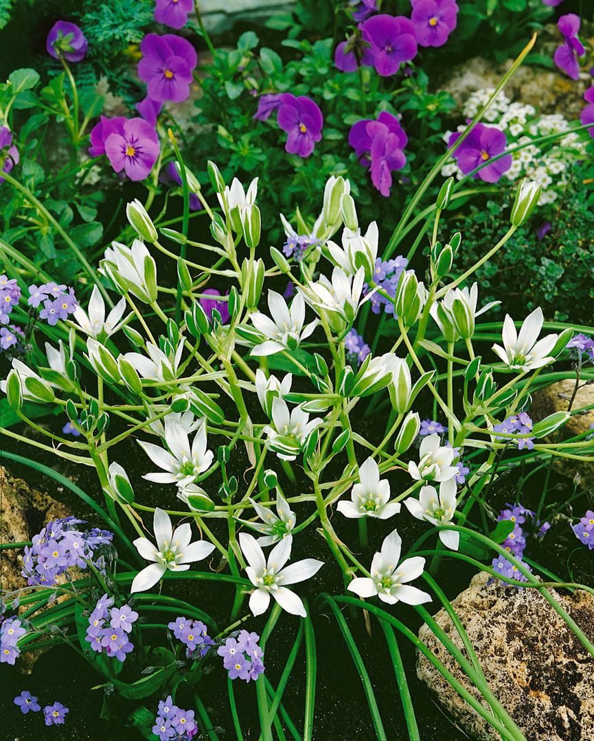 Pflanzen für Dich Staude Ornithogalum umbellatum, 1 St., Dolden-Milchstern, Stern von Bethlehem, Gärtnerschreck