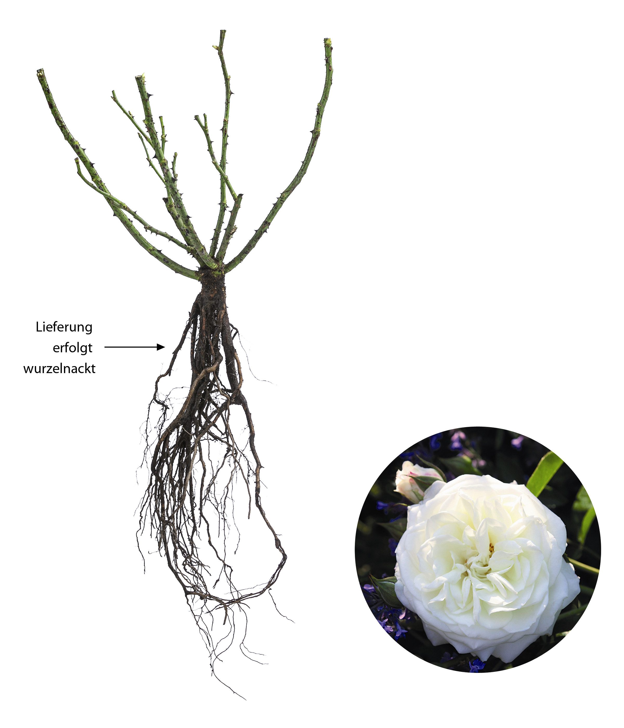Dehner Rose Beetrose Alabaster®, Rosa-Hybrid, weiße Blüten, Züchter Tantau, großblütige gefüllte Blüten, duftend