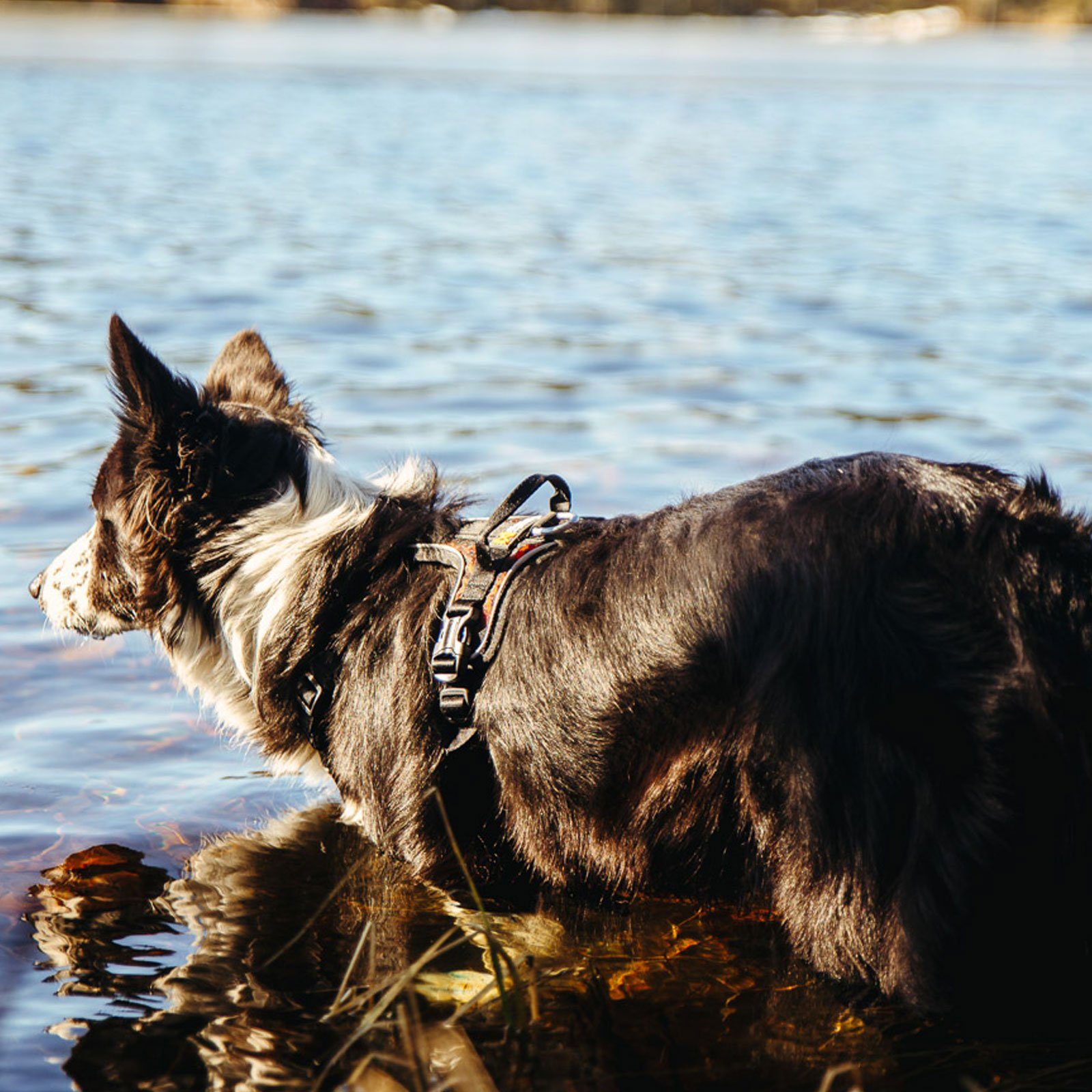 Non-stop dogwear Hunde-Geschirr ROCK HARNESS, Das perfekte Geschirr für den aktiven Alltag.