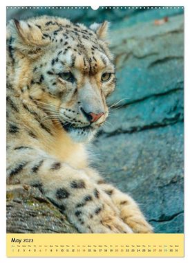 CALVENDO Wandkalender Big Cats2 (Premium-Calendar 2023 DIN A2 Portrait)