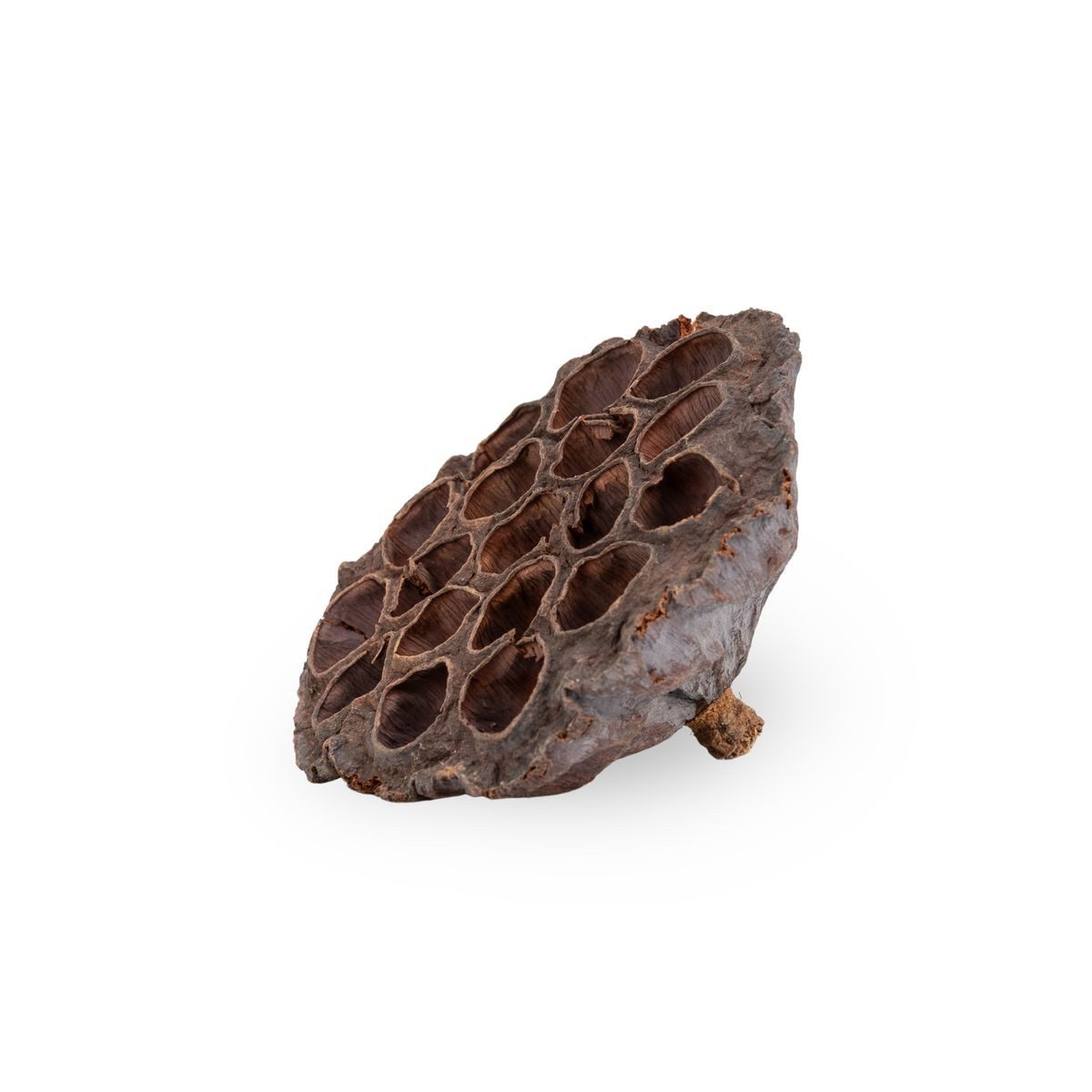 NaDeco Bastelnaturmaterial Lotos Kolben Groß in Natur, Größe ca. 8-10 cm Nelumbo nucifera