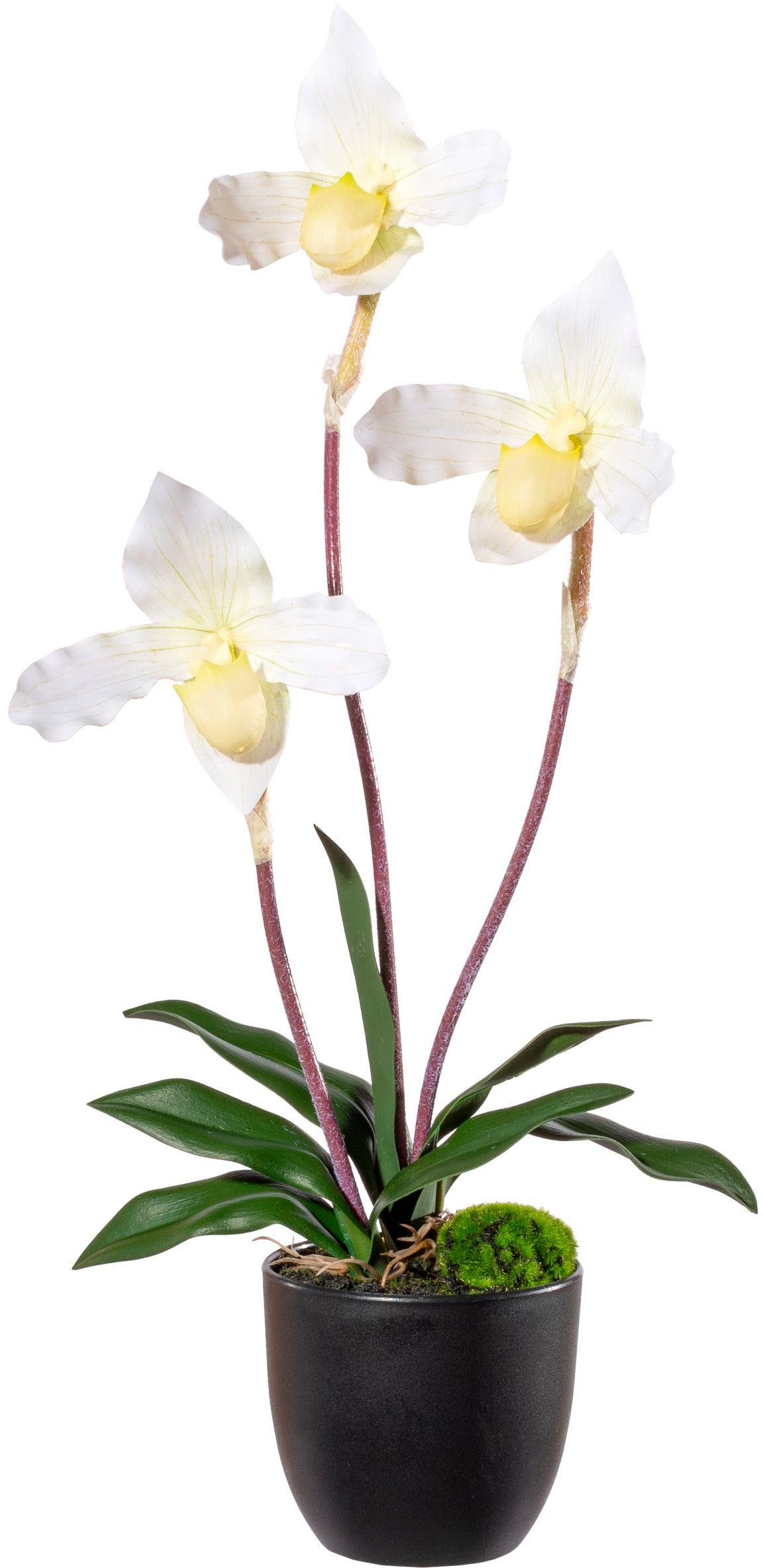 creme Real-Touch-Blüten Frauenschuh, green, Höhe Frauenschuh Orchidee cm, mit Orchidee Creativ 45 Kunstorchidee