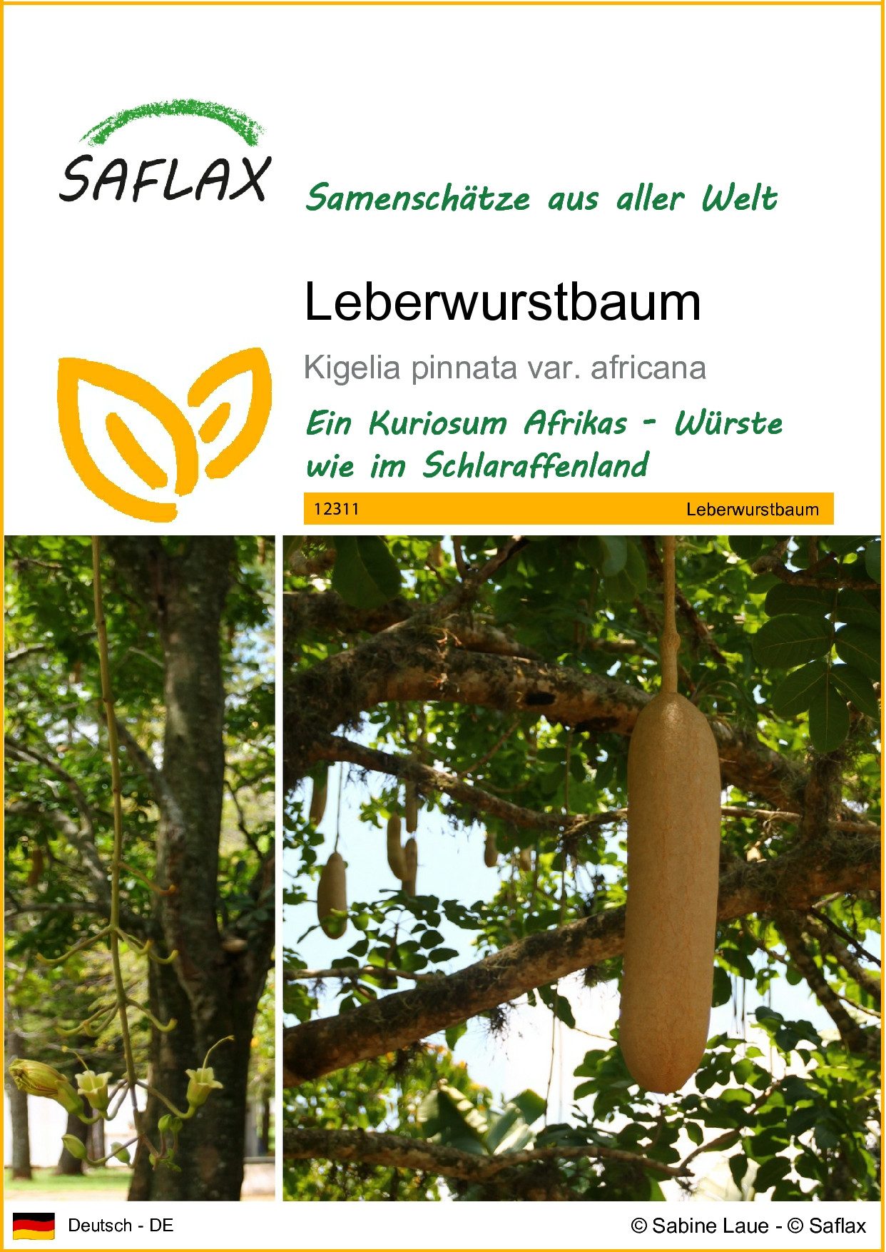 SAFLAX Blumensamen SAFLAX - Samen - Leberwurstbaum