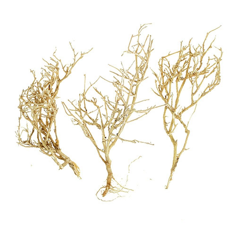 Trockenblume Deko Trockenholz Dry Tree - gebleichte Naturäste für Floristik, Florists Products, Höhe 1 cm