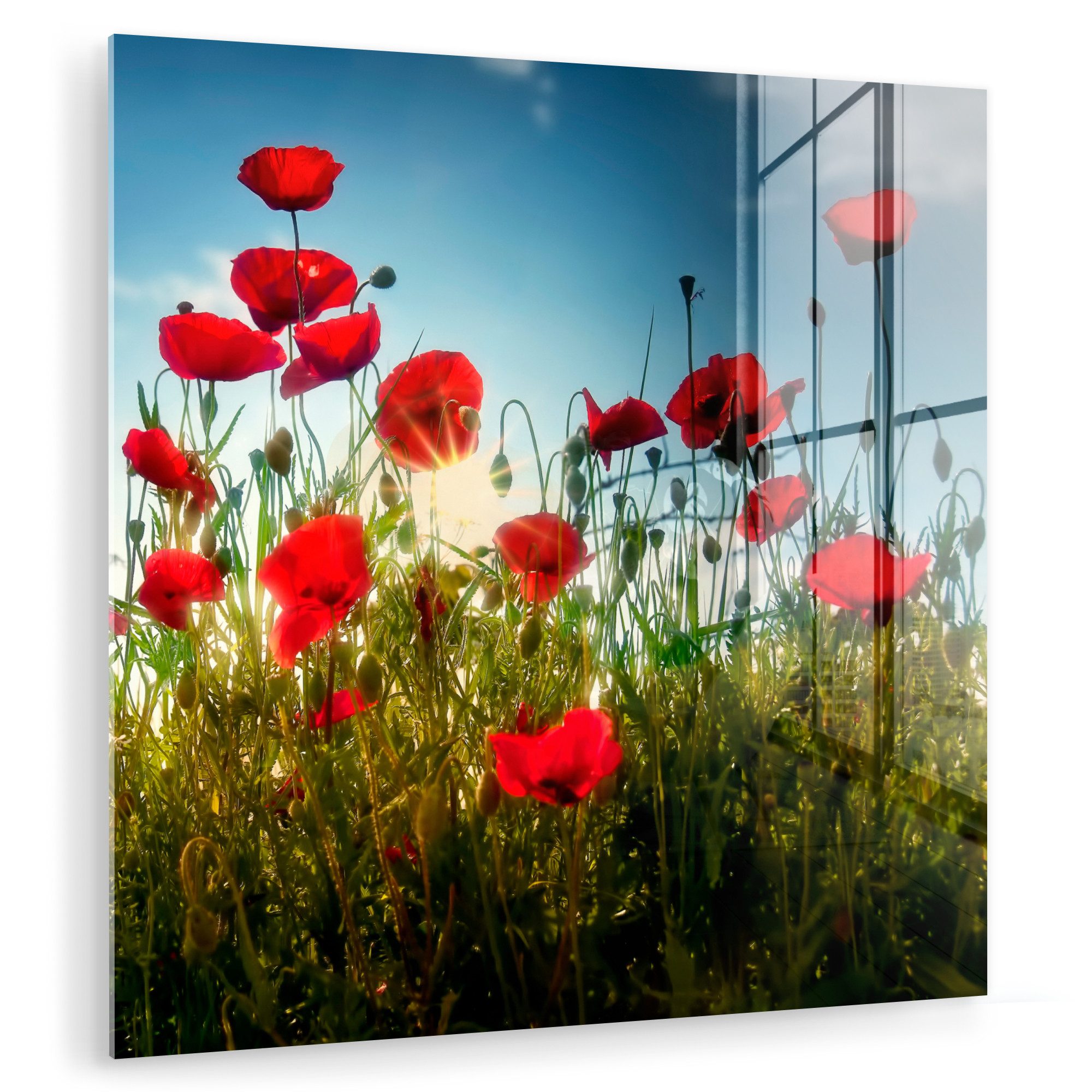 MuchoWow Acrylglasbild Mohnblumen - Toskana - günstig online kaufen