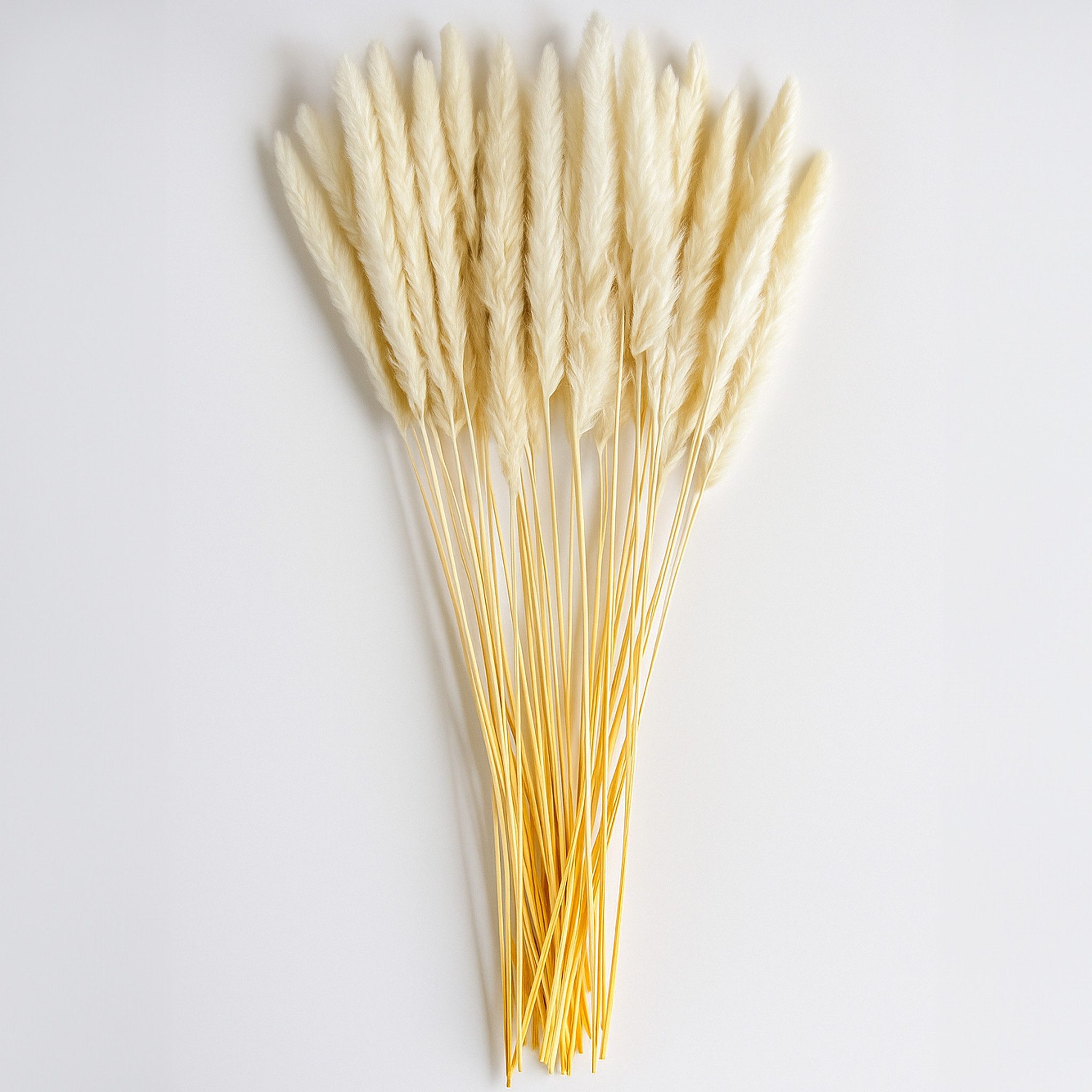 Kunstblume Getrocknetes Pampasgras im 40er Set, günstig online kaufen