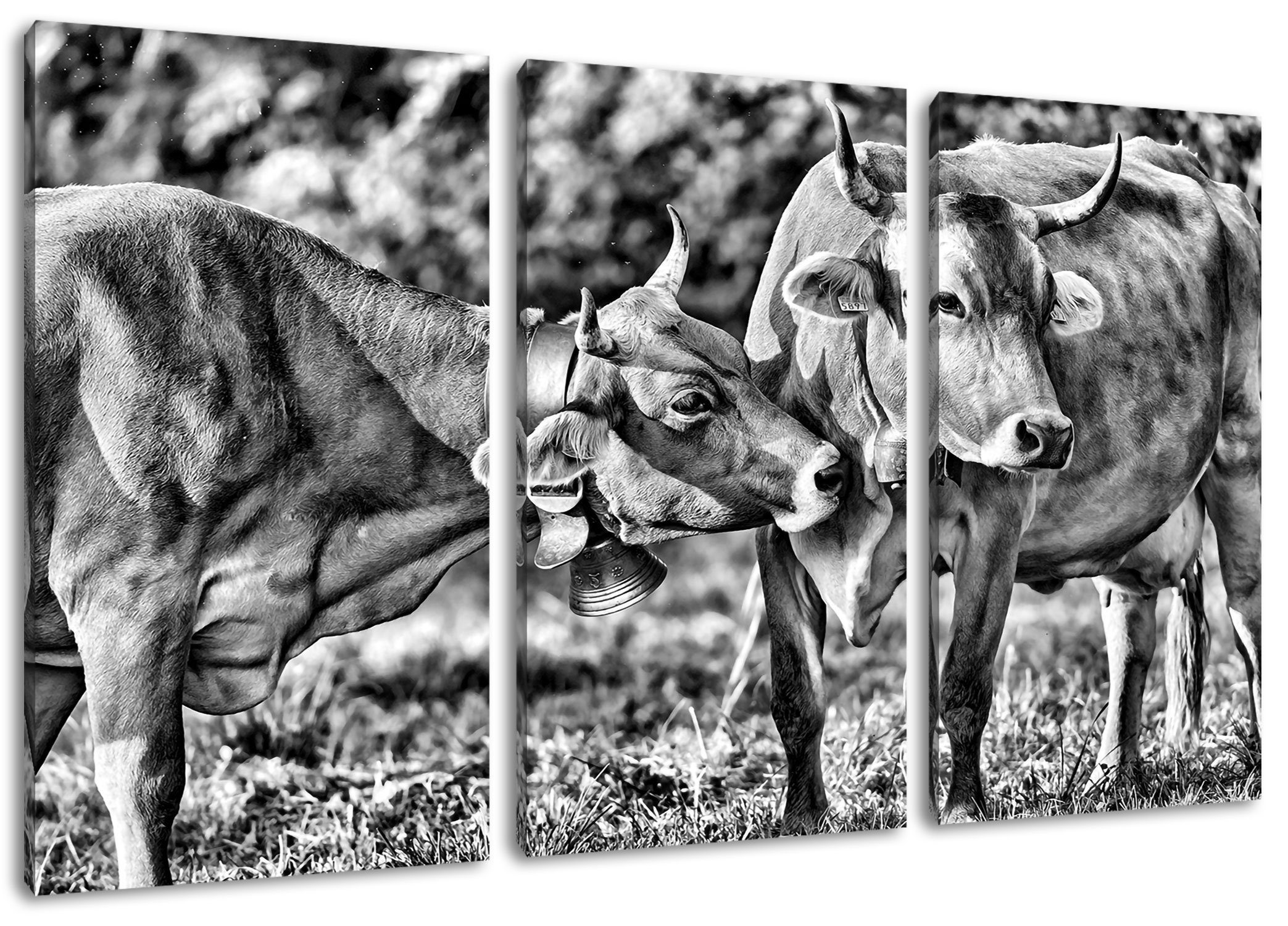 Kuhbullen 3Teiler bespannt, Leinwandbild (120x80cm) Weide, Kuhbullen Leinwandbild fertig auf Pixxprint auf Weide inkl. Zackenaufhänger (1 St),