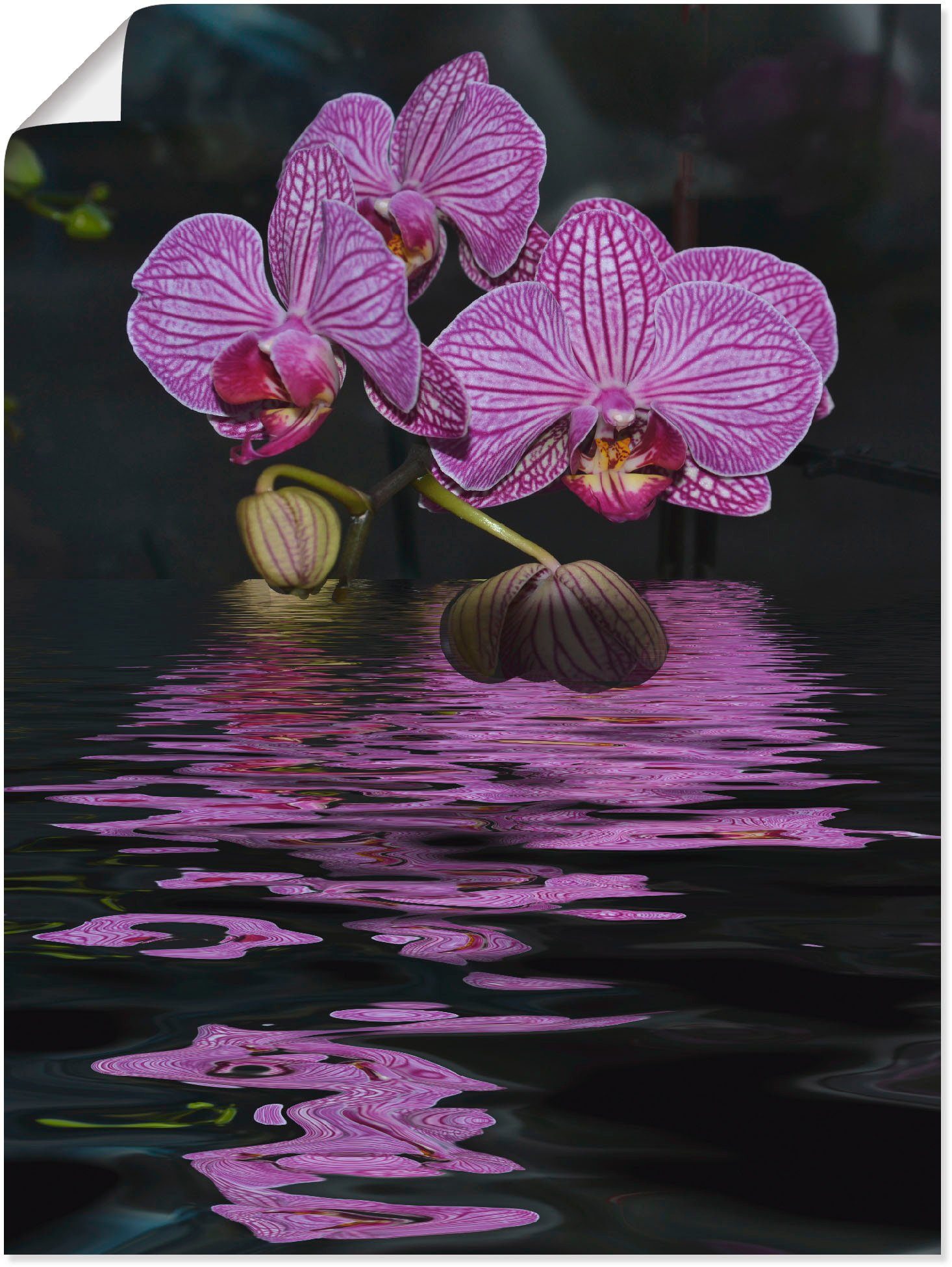 Artland Wandbild Wasserorchidee, oder Wandaufkleber (1 Blumen Alubild, als in Leinwandbild, Poster Größen versch. St)