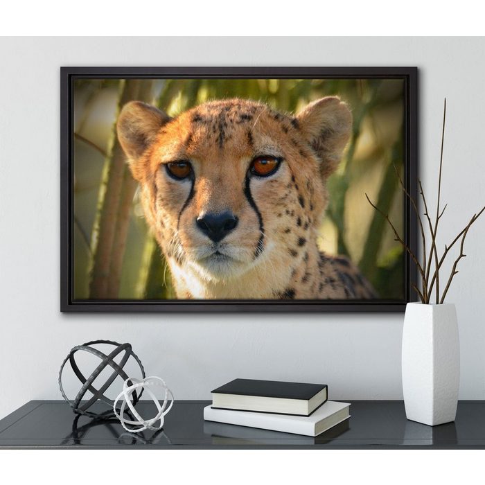 Pixxprint Leinwandbild junger Gepard im Dschungel Wanddekoration (1 St) Leinwandbild fertig bespannt in einem Schattenfugen-Bilderrahmen gefasst inkl. Zackenaufhänger