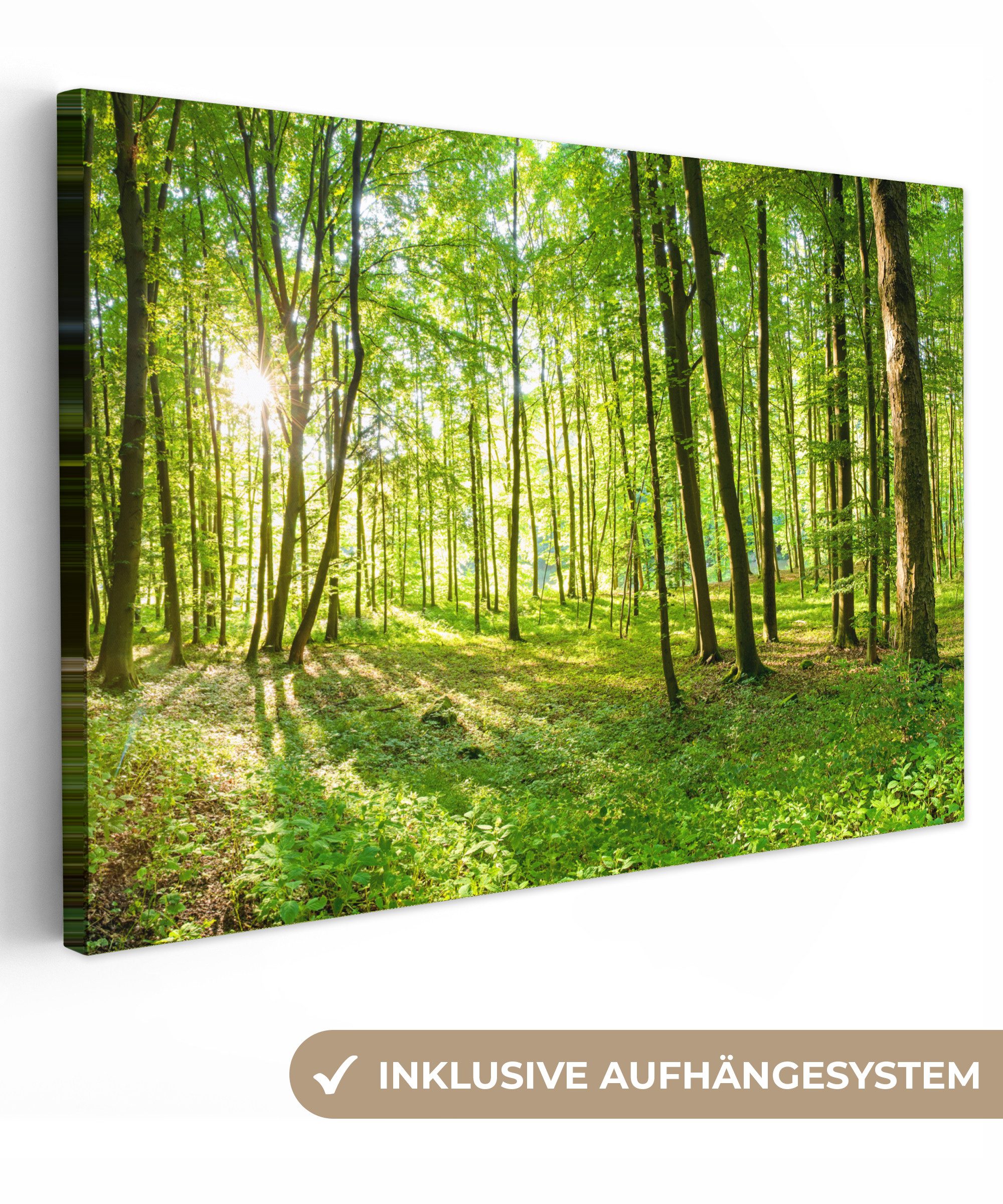 OneMillionCanvasses® Leinwandbild Natur - Bäume - Wald - Grün - Sonnenlicht günstig online kaufen