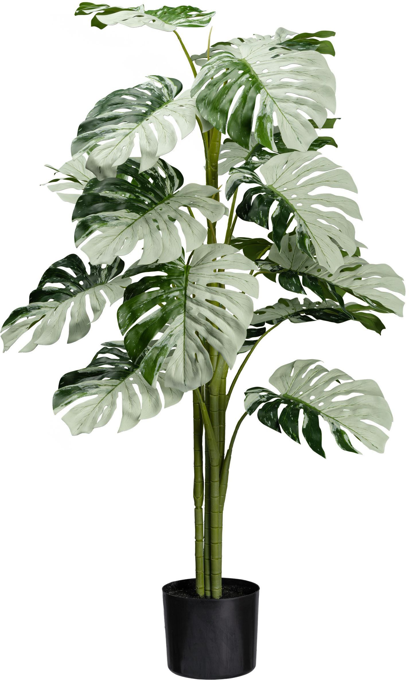 Künstliche Zimmerpflanze Monstera Variegata Halfmoon Grünpflanze, günstig online kaufen