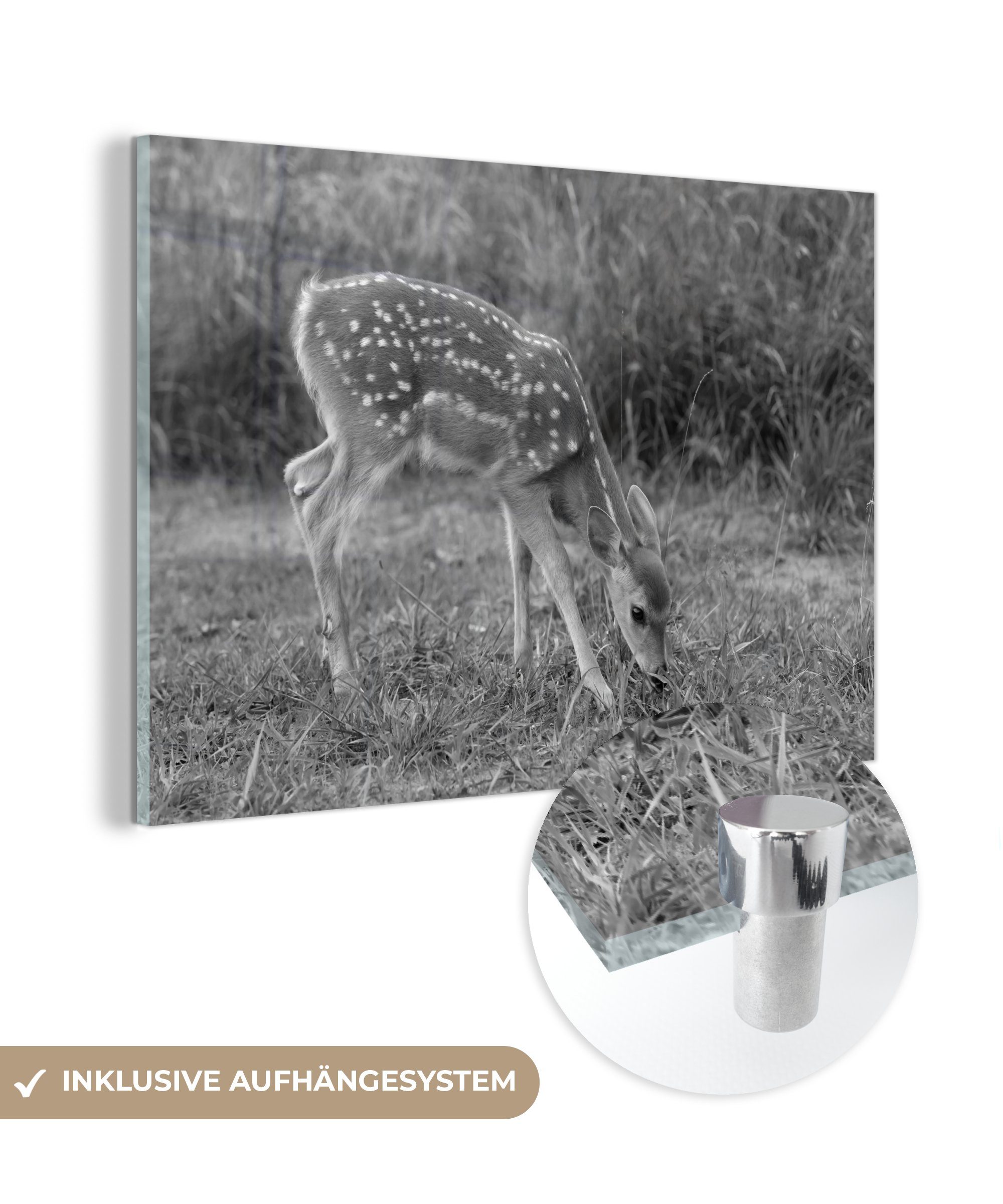 MuchoWow Acrylglasbild Weidende Babyhirsche - schwarz und weiß, (1 St), Acrylglasbilder Wohnzimmer & Schlafzimmer