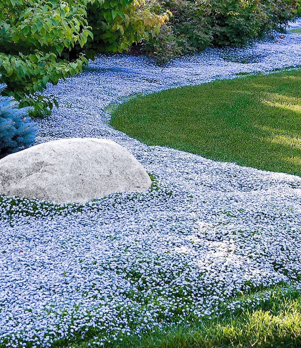 BALDUR Garten Bodendecker Isotoma Blue Foot®, 6 St., Schnellwachsend,winterhart, mehrjährig, pflegeleicht
