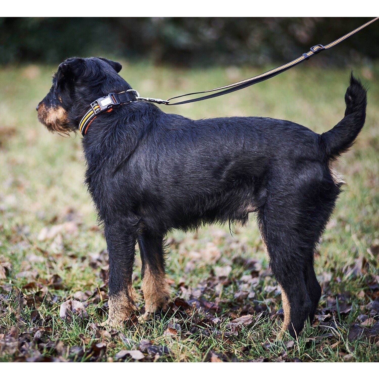 HEIM Hunde-Halsband Halsung Signal