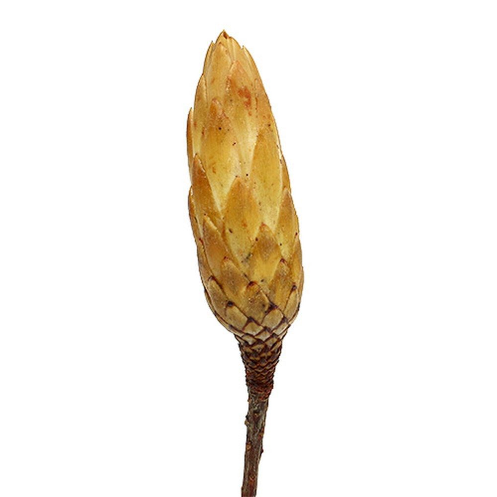 Trockenblume Kleine Repens Creme Trockenblumen - Exotische Trockenfloristik - 50, Viana