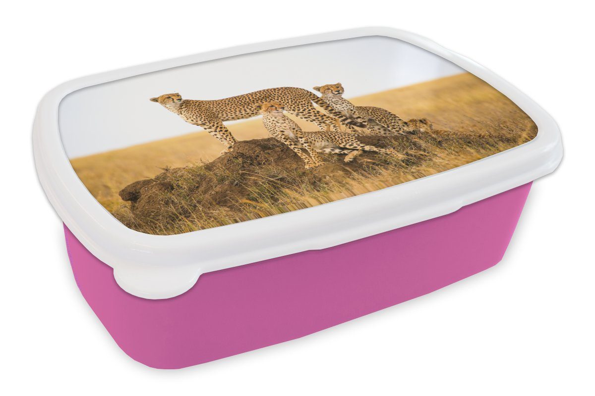MuchoWow Lunchbox Gepard - Gras - Natur - Savanne, Kunststoff, (2-tlg), Brotbox für Erwachsene, Brotdose Kinder, Snackbox, Mädchen, Kunststoff rosa