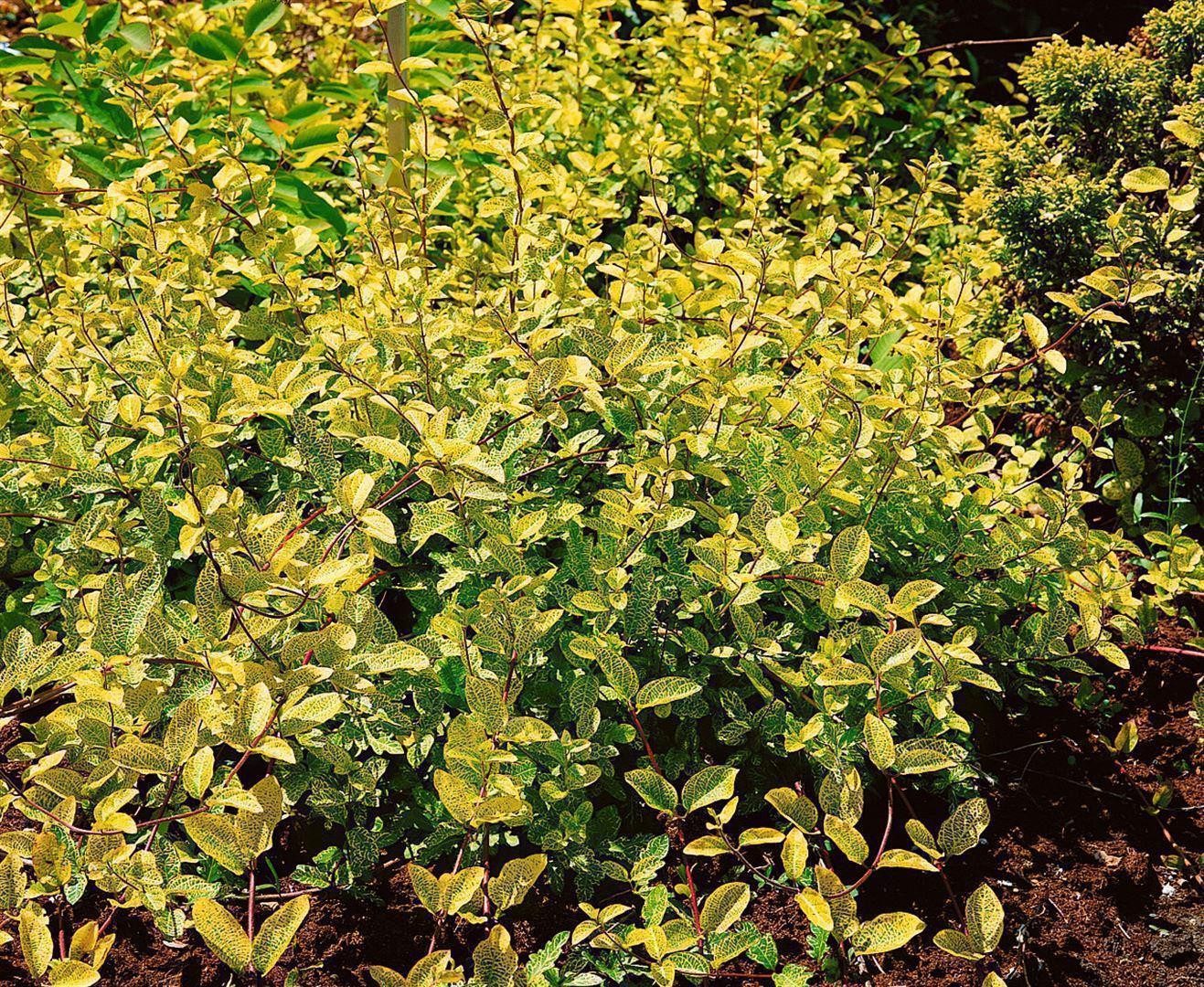 Pflanzen für Dich Kletterpflanze Lonicera japonica Aureoreticulata, 1 St., Japanisches Geißblatt, Goldgeflecktes Geißblatt, gelbgrün, kletterpflanze