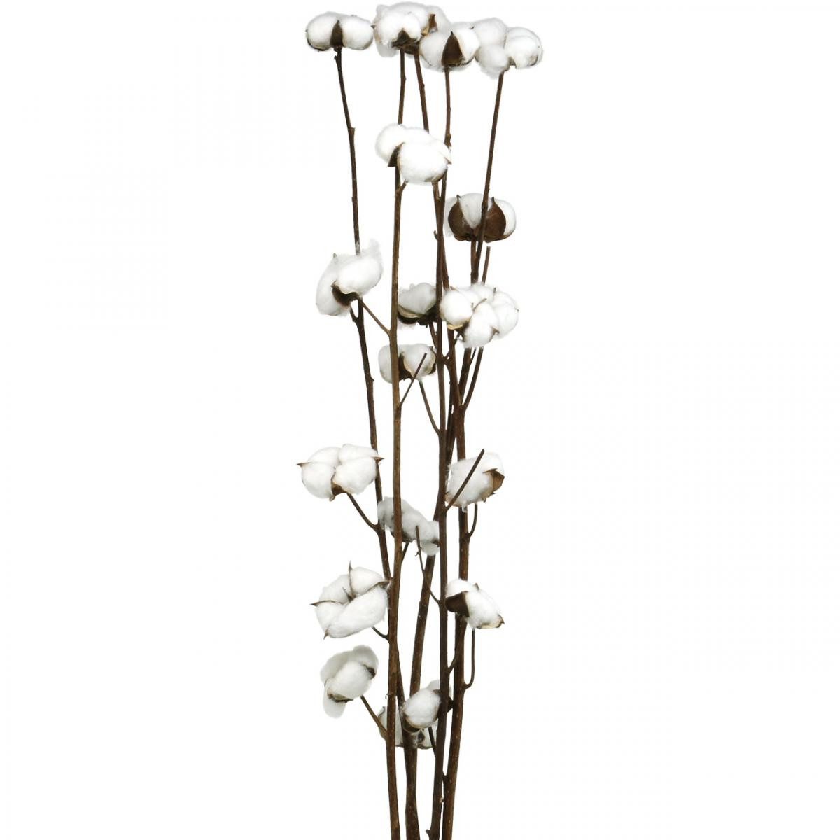 Trockenblume Baumwollzweig Deko, Trockenblumen Set, Echte Baumwolle, Dekoration