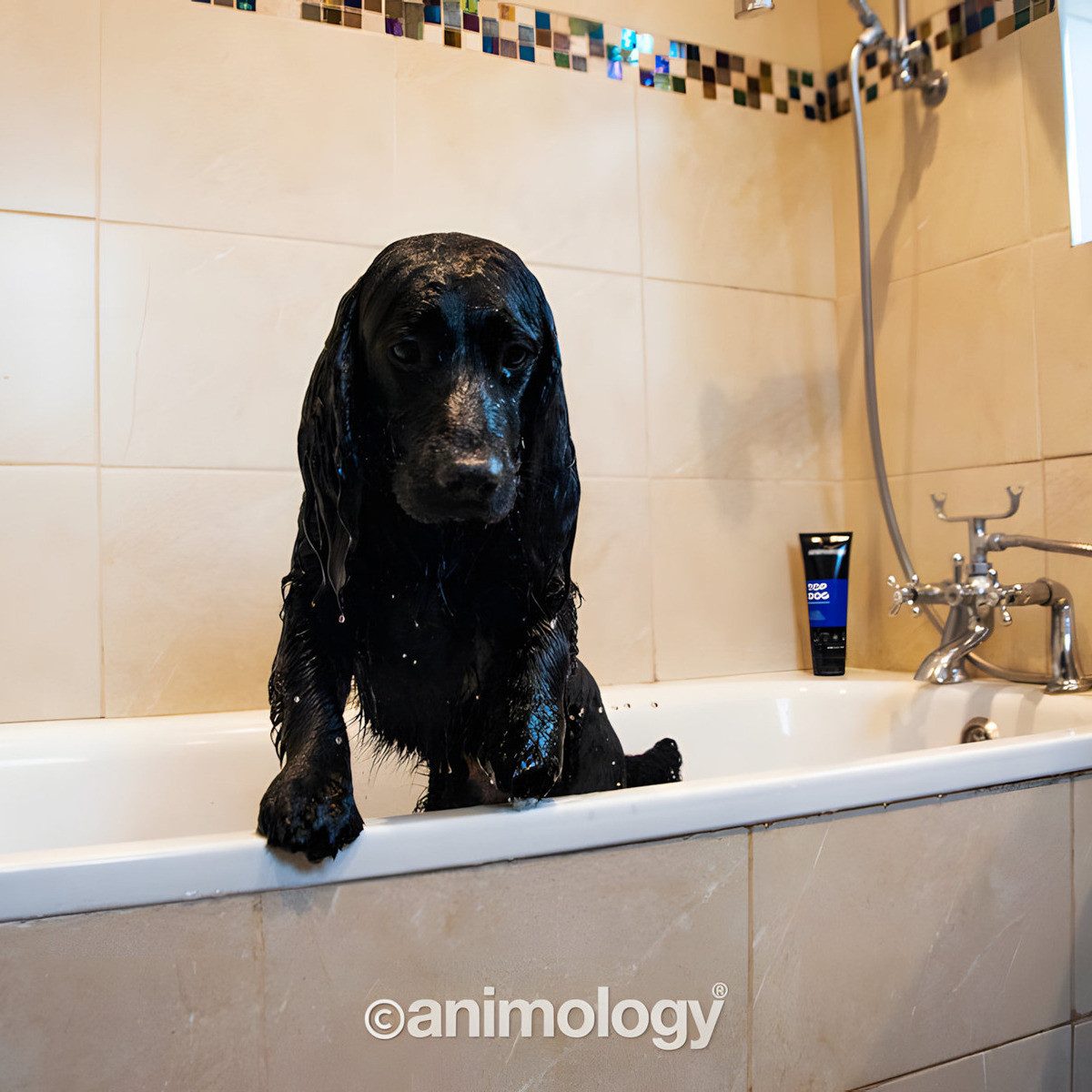 Animology Fellpflege Hundeconditioner Top Dog 250 ml