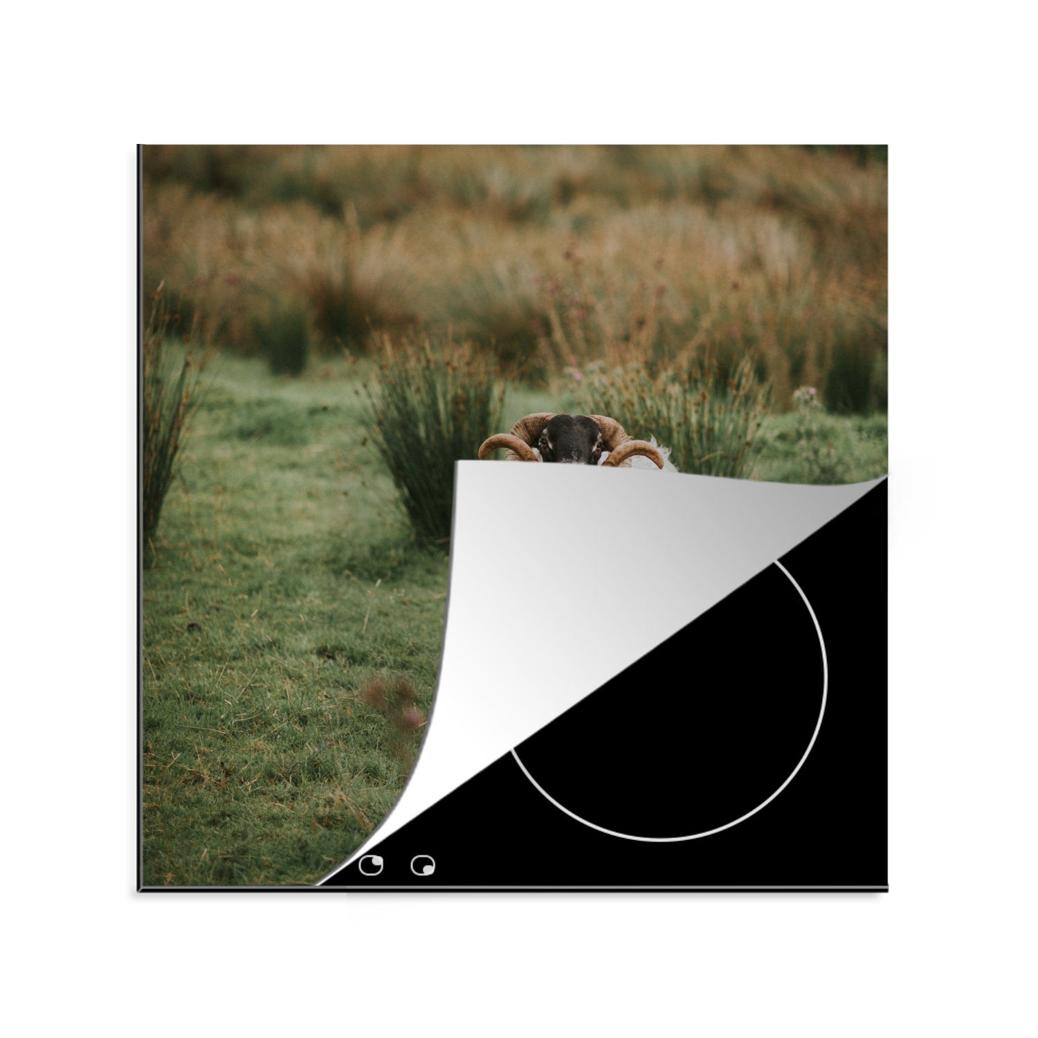 MuchoWow Herdblende-/Abdeckplatte Schafe - Horn - Fell, Vinyl, (1 tlg), 78x78 cm, Ceranfeldabdeckung, Arbeitsplatte für küche