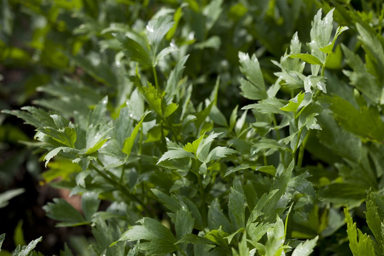 Pflanzen für Dich Staude Levisticum officinalis, 1 St., Liebstöckel, Maggikraut
