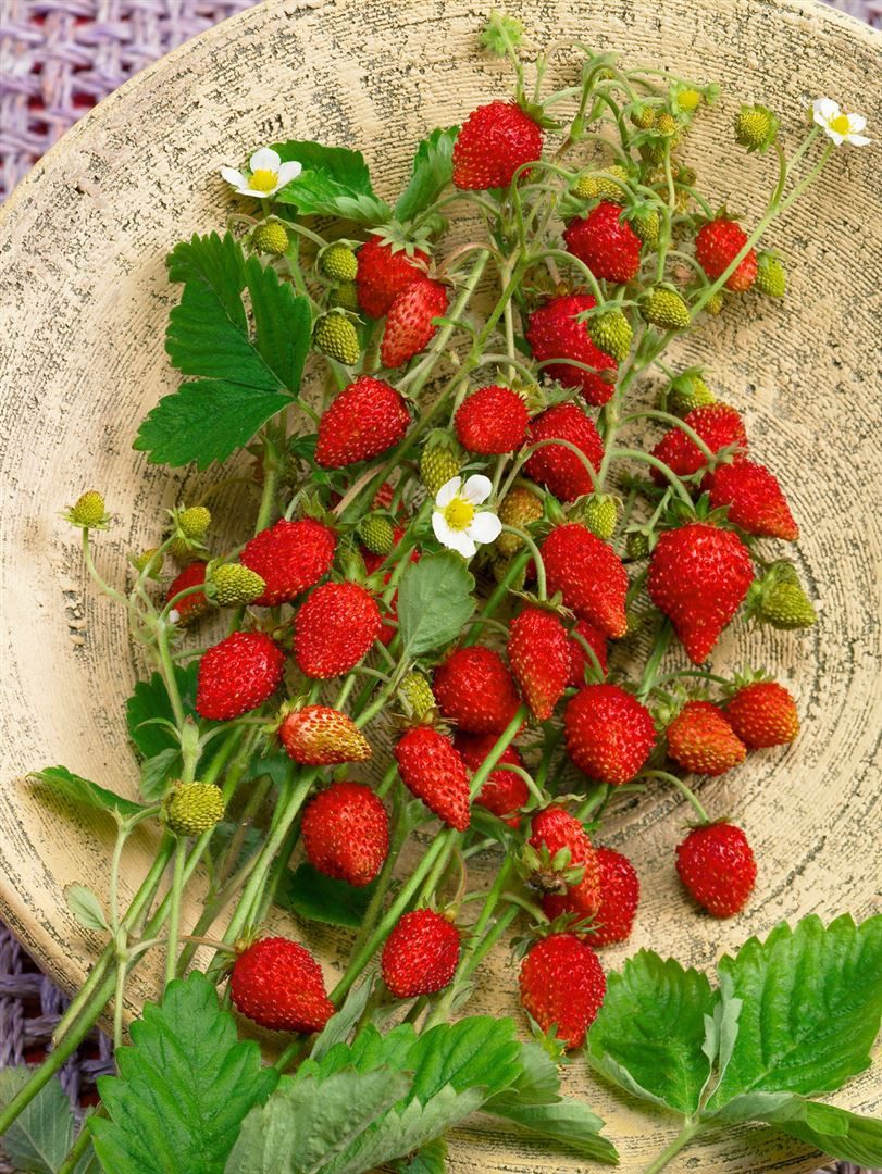 Pflanzen für Dich Obstpflanze Fragaria vesca Elsanta, 1 St., Elsanta-Erdbeere, Gartenerdbeere, großfrüchtig, ertragreich