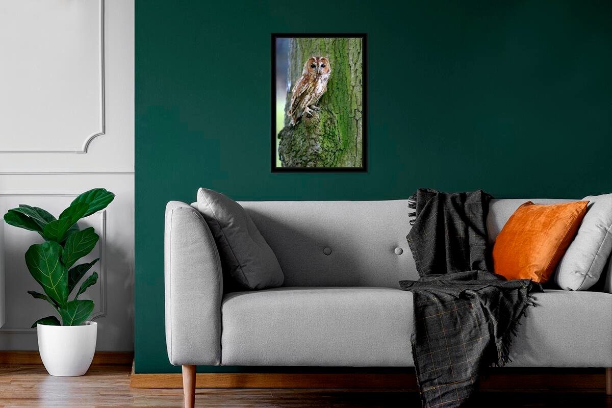 Baum Wandposter, Wanddeko, auf Bilderrahmen St), einem (1 Bilder, Moos, mit Gerahmtes Ein Waldkauz Poster Poster, Schwarzem MuchoWow