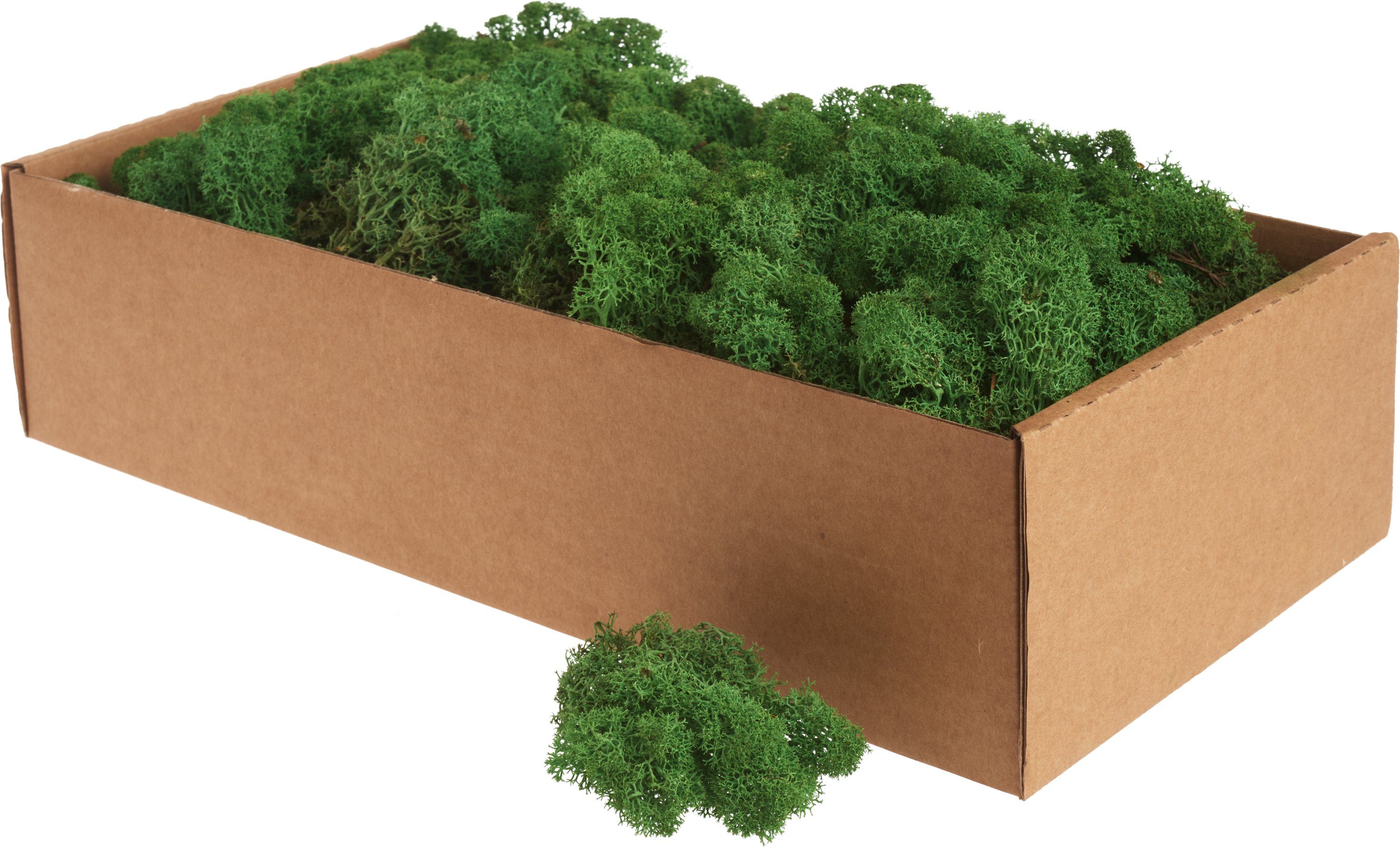 Othmar Decorations Bastelmoos XXL Islandmoos, 400 g
