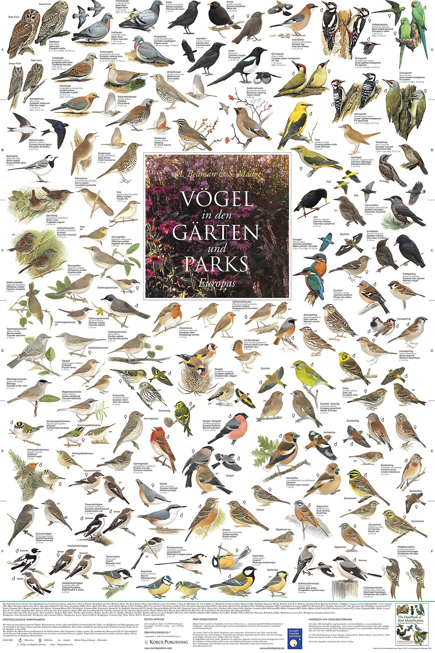 Close Up Poster Vögel aus den günstig online kaufen
