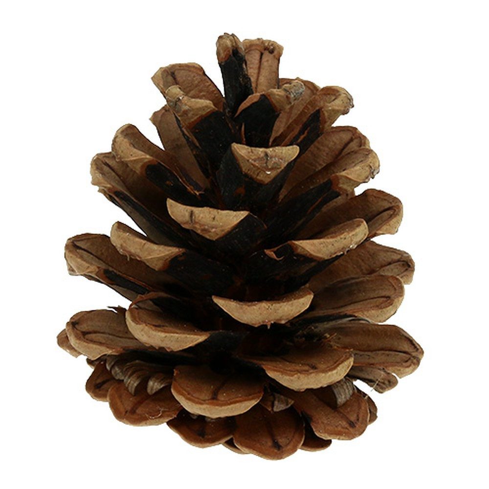 Trockenblume Weihnachts-Deko Kieferzapfen für festliche Tischdekoration, 5 Stück, Kaemingk, Höhe 5 cm