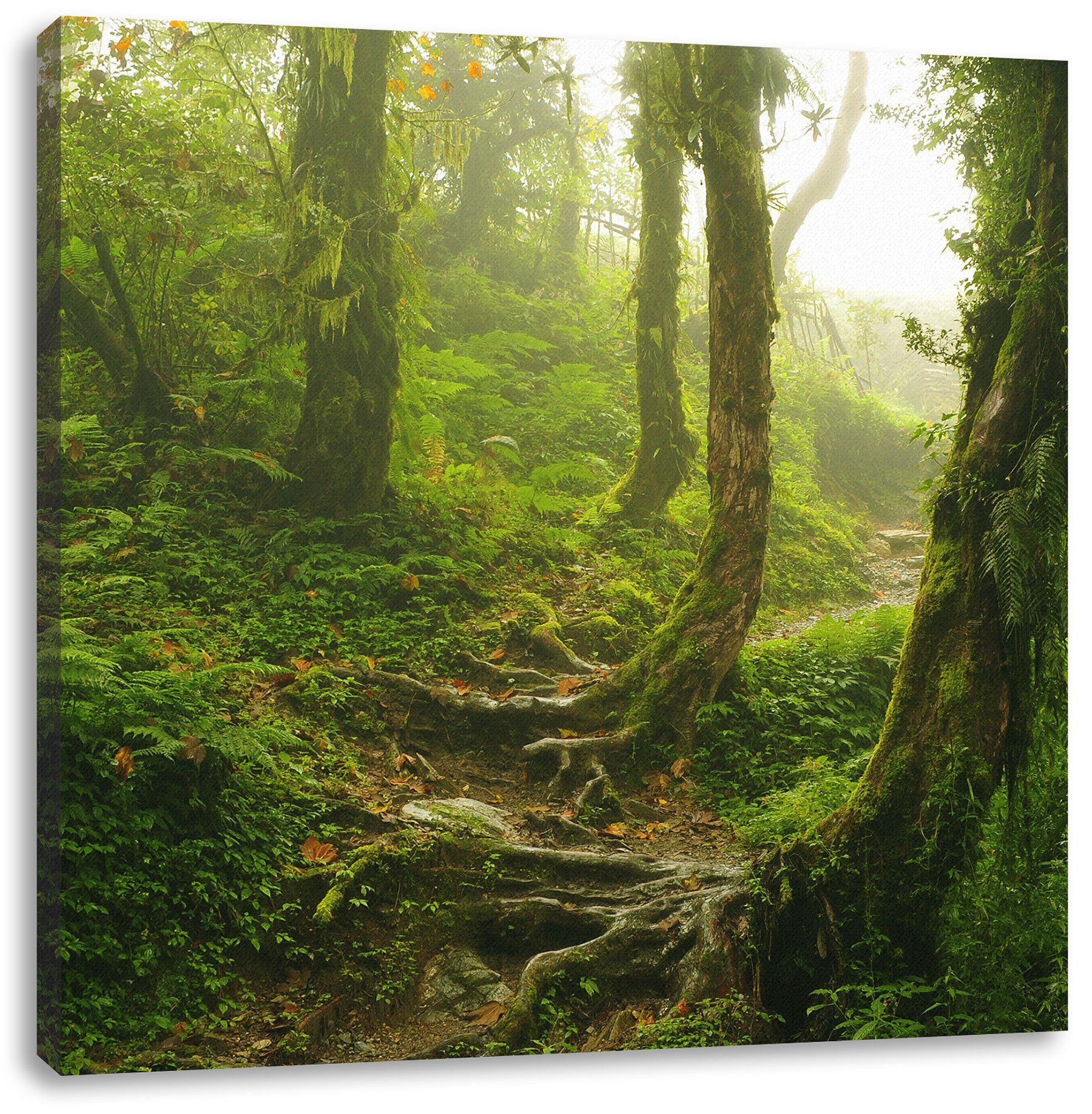 Regenwald Unberührter fertig Leinwandbild Leinwandbild bespannt, inkl. St), Regenwald, (1 Zackenaufhänger Unberührter Pixxprint